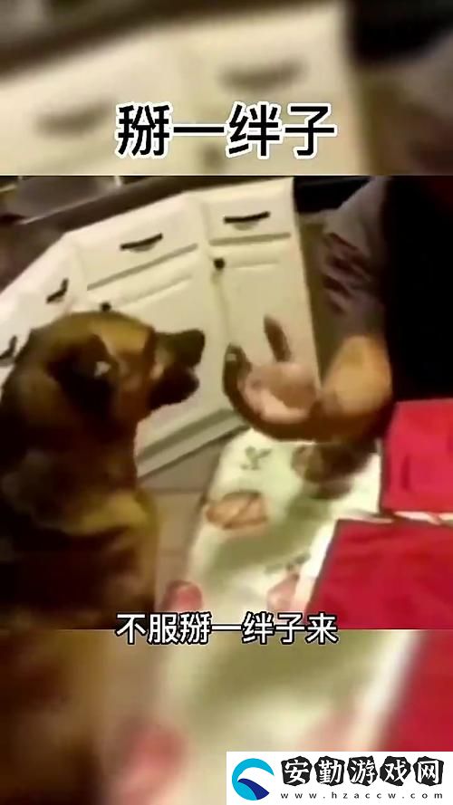 觀看人狗大戰(zhàn)2免費觀看正版帶你體驗動作與幽默的完美結(jié)合